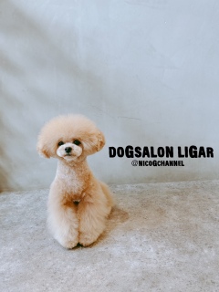 Dogsalon LiGAR4/27after1