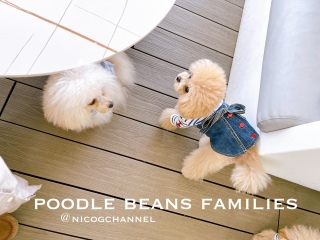 poodle beans families ̎q́c{H