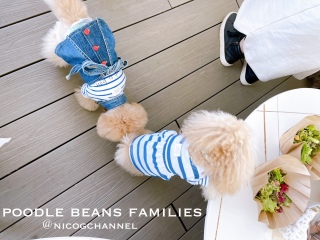 poodle beans families΂ҁI