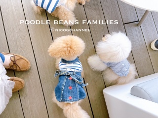 poodle beans familiesׂ̎q͒NȁH