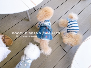 poodle beans families^C