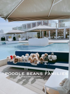 ꏊςpoodle beans families