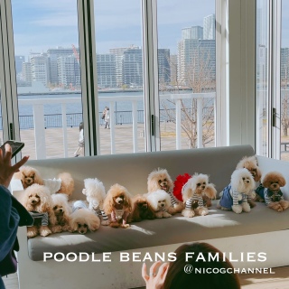 poodle beans familiesXeLȎqB