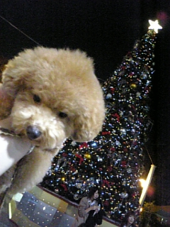 �����E�e�B����Tree�Ɓ�