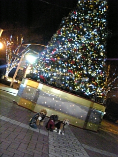 SC��Tree�͂������ł��ォ�H