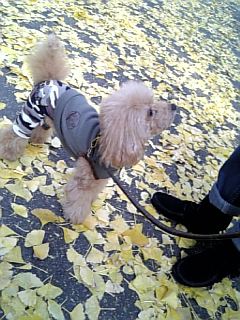 �A���P����