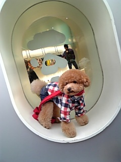BAPE KIDS�~RYU