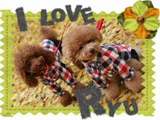 IloveRyu�@12/6 �X�V�I