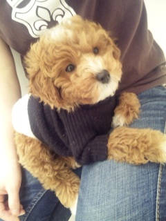 ��Ȃ��[��Ƃ�Poodle