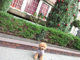 �k��z�e���̃c���[