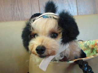 ��a���i�b�V���O�I