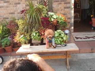 �I�[�i�[����B�e������