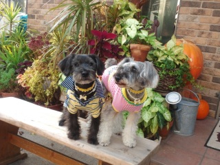 �`���R�~���g�����