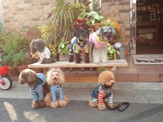 �V���[�S�[