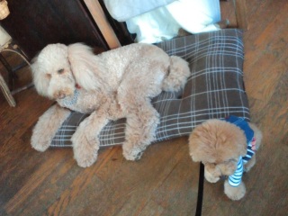 �Ŕ��̃p�������