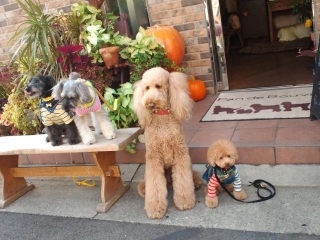 �p�������Ƃ��V���[�S�[