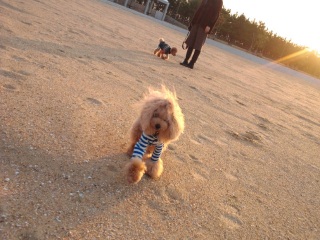 �S����܂񂪃L�^�[�I