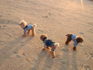 �ꏏ�Ƀt���[���C�����Ă�[�I