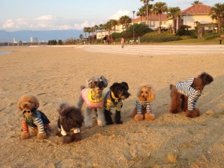 �V���[�S�[�{��2��ځ�