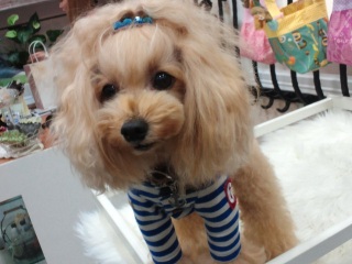 �т̓V���N�H