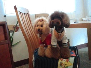 �`���b�ƃV�}�V�}