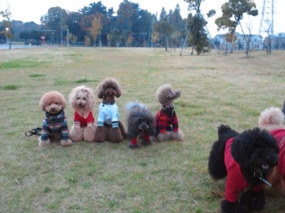 �V���[�S�[���t���C���O��