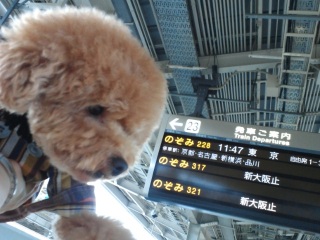 ��㔭�ȐV������I�Ԃ́[