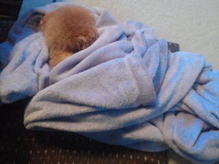 �}�}�̉��̃R