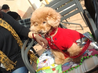 11�����܂�7�΂̃R�R�A�����