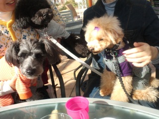 �����O�ȂR�����R�g