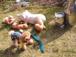 �e���X�e�̃u�^�����