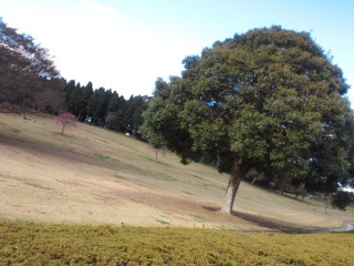 ���a�̐X����