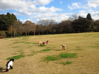 ���ǂ��V�Ԏp�Ɂc