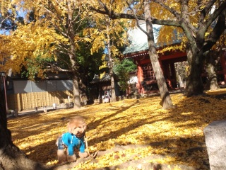 �����E�e�B���n���̃C�G���[