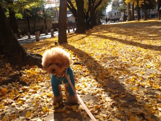 �|�P�b�Ƃ����炪����