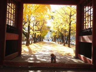 ��ǎU���͖��N�̊y����