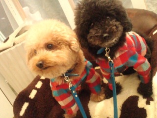 ���낤������