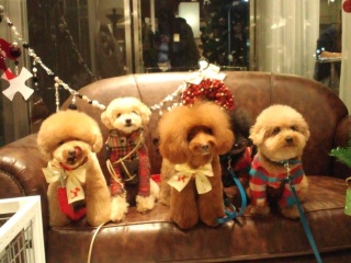 �V���[�S�[