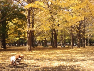 �����R�[������I