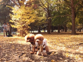 ����̃J�b�v���W���}�I