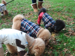 �_���V�̓N���N�������܂���