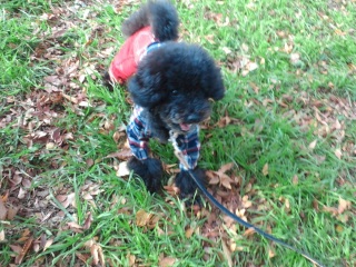 �A�O���b�V�u���������