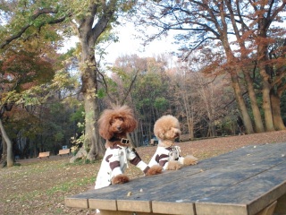 �e�[�u���̏�ɂ́c�H