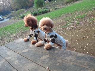 �{�N�撣���Ă��I