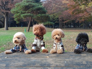 ���̃����E�e�B�����D���Ȃ̂�(��)