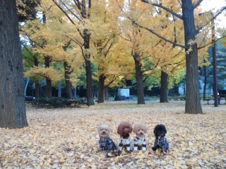 ���F���O�~�ł�����