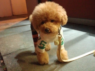 SC�s���Ă��c