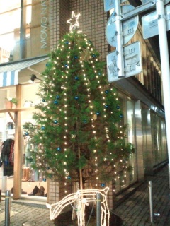 �J�����Xtree