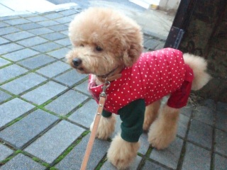 �w�n����ʂ�l�������郊���E�e�B��