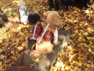 ��������o�b�N�V���b�g